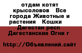 отдам котят крысоловов - Все города Животные и растения » Кошки   . Дагестан респ.,Дагестанские Огни г.